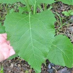 Verbesina virginica