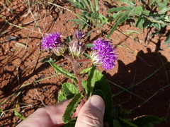 Lessingianthus erythrophilus