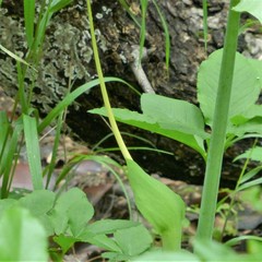 Arisaema dracontium