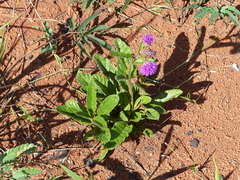Lessingianthus erythrophilus