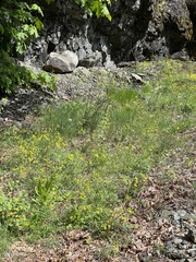 Lomatium ambiguum