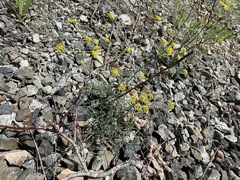 Lomatium ambiguum