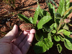 Lessingianthus erythrophilus