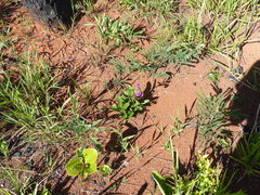 Lessingianthus erythrophilus