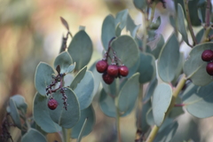 Arctostaphylos peninsularis