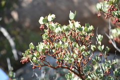 Arctostaphylos peninsularis