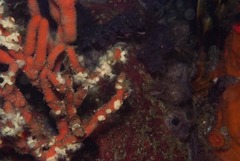 Parazoanthus capensis