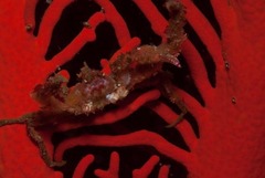 Achaeopsis spinulosa