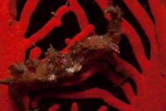 Achaeopsis spinulosa