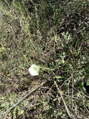 Calystegia stebbinsii