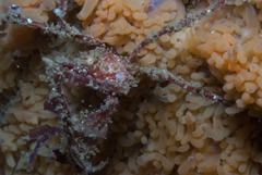 Macropodia falcifera