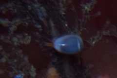 Gibberula dulcis