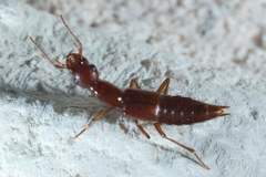 Biocrypta prospiciens