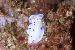 Hypselodoris capensis