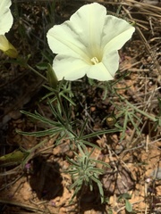 Calystegia stebbinsii