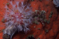 Alcyonium variabile