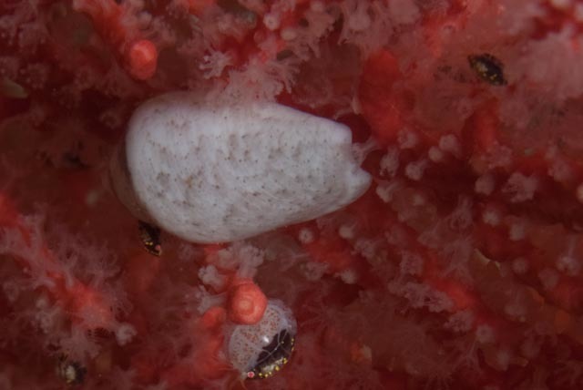 Marginella piperata
