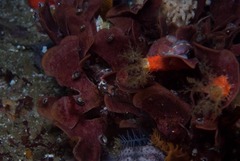 Flustra