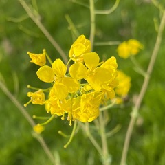 Brassica spinescens