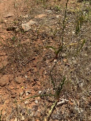 Chlorogalum grandiflorum