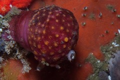 Alcyonium variabile