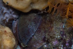 Crepidula porcellana