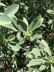 Frangula californica tomentella