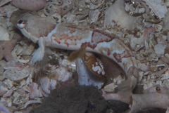 Pavoclinus smalei