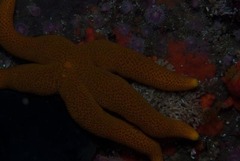 Fromia schultzei