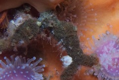 Turbicellepora