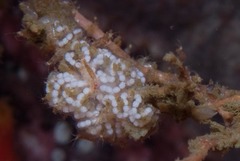 Antiopella capensis