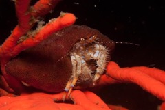 Alcyonidium nodosum