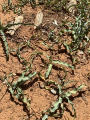 Chlorogalum grandiflorum