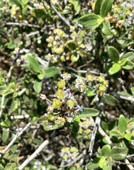 Ceanothus lemmonii