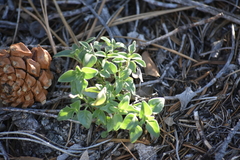 Monardella macrantha macrantha