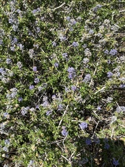 Ceanothus lemmonii