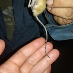 Reithrodontomys fulvescens