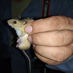 Reithrodontomys fulvescens