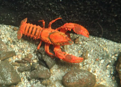 Euastacus australasiensis