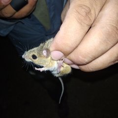 Reithrodontomys fulvescens