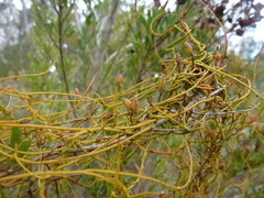 Cassytha glabella dispar