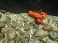 Euastacus australasiensis