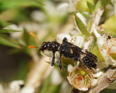 Scrobiger splendidus