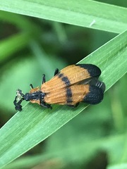 Calopteron terminale