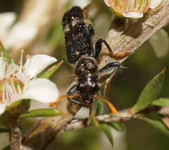 Scrobiger splendidus