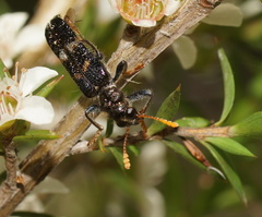 Scrobiger splendidus