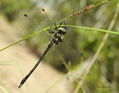 Micromidia atrifrons