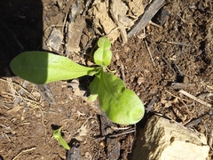 Calendula officinalis