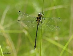 Micromidia atrifrons