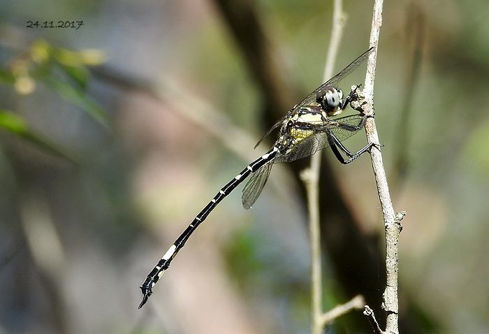 Parasynthemis